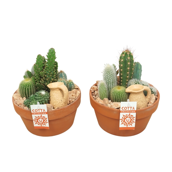 <h4>Cactus arrangement in 20 cm 'Terracotta Schaal'</h4>