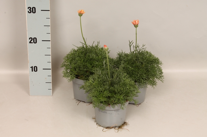 <h4>Overig 12 cm Rhodanthemum Orange</h4>