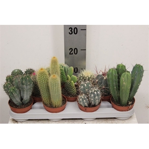 Cactus Mix 10cm