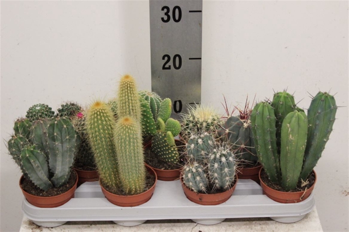 <h4>Cactus Mix 10cm</h4>
