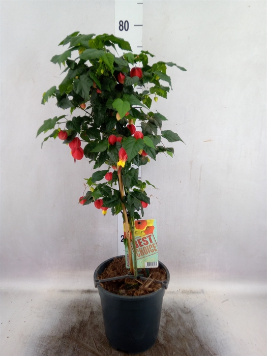 <h4>Abutilon  'Big Bell'</h4>