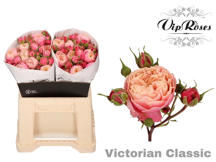 <h4>Rs tr Victorian Classic@</h4>