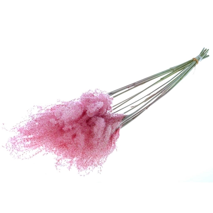 Fluffy reed grass 10pc pink