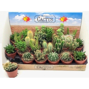 Cactus mix 8,5Ø 10cm