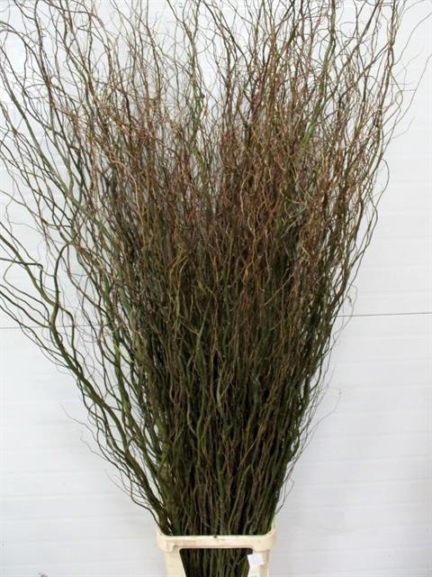 Salix kronkelwilg