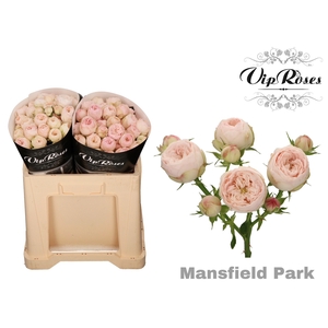 Rosa sp mansfield park