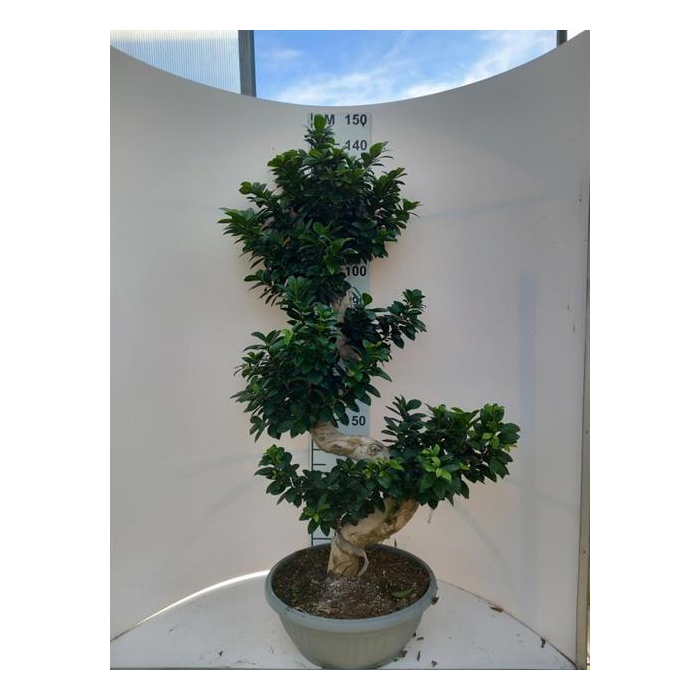 <h4>Ficus mi Ginseng 45Ø 150cm 1pp</h4>