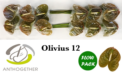 <h4>ANTH A OLIVIUS 12 Flow Pack</h4>