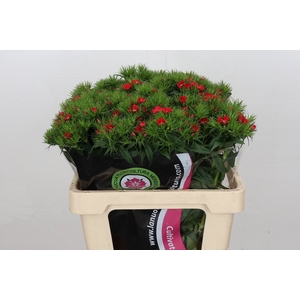 Dianthus Br Am Red Baron