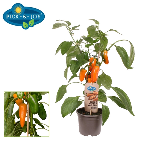 PICK-&-JOY® Snack Pepper Orange