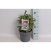 vaste planten 19 cm  Leucanthemum Western Star Libra 