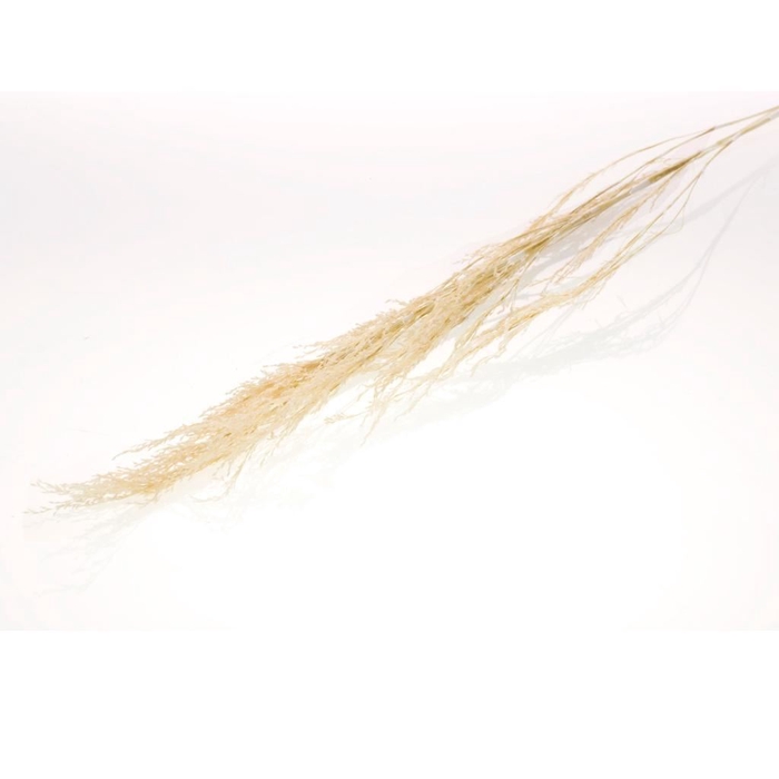 Reed grass SB bleached white