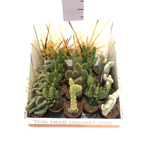 Opuntia (Schijfcactus) 5,5Ø 22cm ShowBox