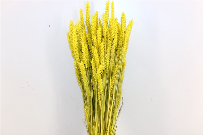 <h4>Dried Triticum Exclusive Yellow Bunch</h4>