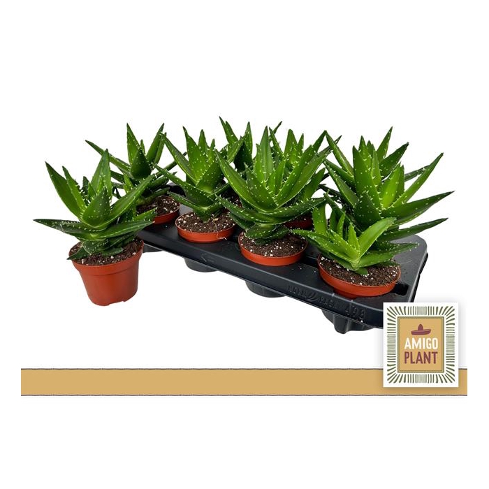 <h4>Aloe Perfoliata 10,5Ø 21cm</h4>