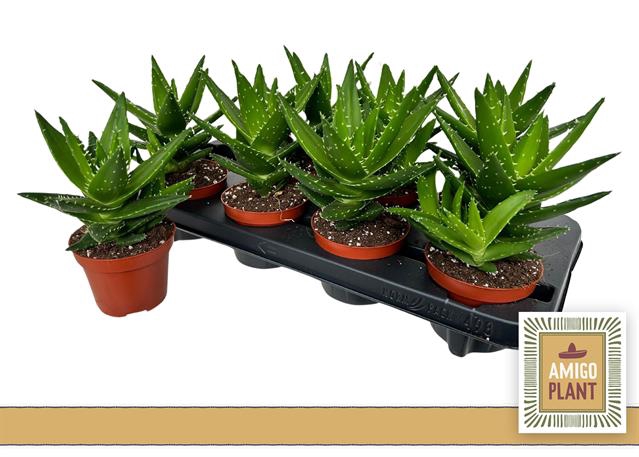 Aloe Perfoliata 10,5Ø 21cm