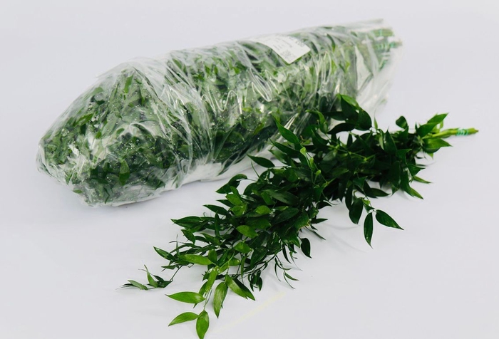 <h4>Leaf ruscus italia per bag</h4>