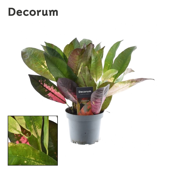 Croton Mrs. Iceton kopstek 3-5pp (Decorum)