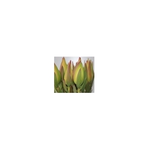 Leucadendron African Tulip Blush Spray