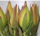 Leucadendron African Tulip Blush spray