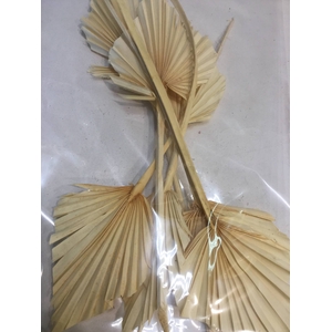 DRIED FLOWERS - PALM SPEAR BLEACHED 7PCS