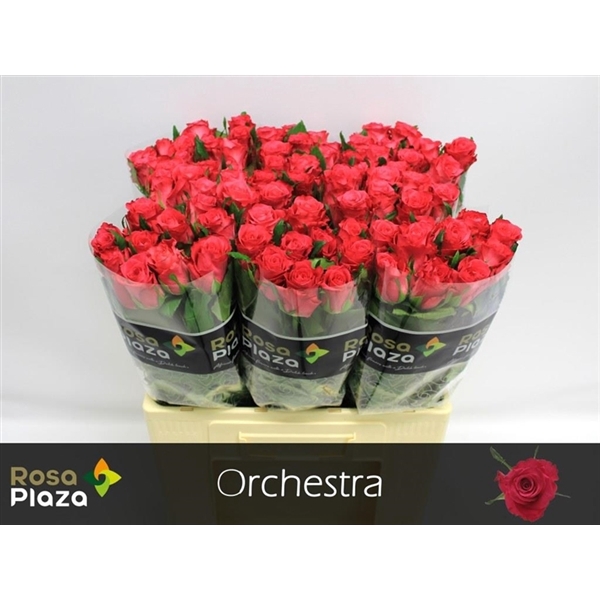 <h4>Rosa la orchestra</h4>