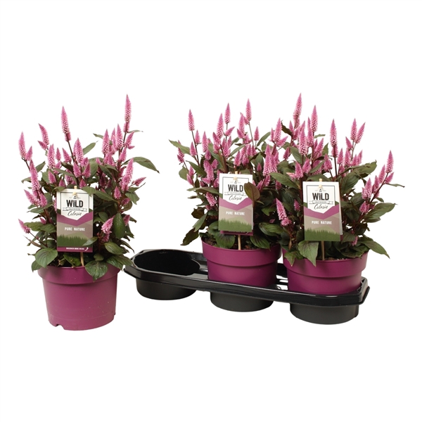 <h4>Celosia 'Wild Pink' (Gardenplant) P19</h4>