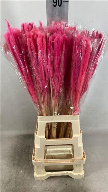<h4>DRY FLUFFY PAMPAS PINK</h4>