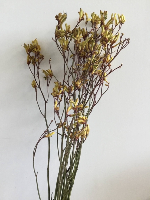 DRIED FLOWERS - ANIGOZANTHUS GOLD FEVER 10PCS