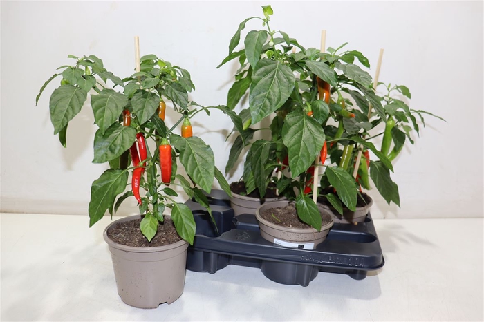<h4>arr8 Peper Planten Hot Chili Red</h4>