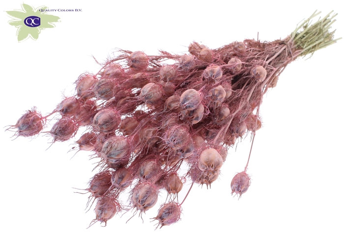 <h4>Nigella per bunch frosted pink</h4>