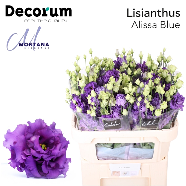 <h4>Lisianthus Alissa Blue - Montana Lisianthus</h4>