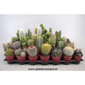 art.98 Cactus gemengd 6,5 cm