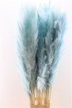 <h4>Dried Cortaderia Pastel Blue 120cm P. Stem</h4>