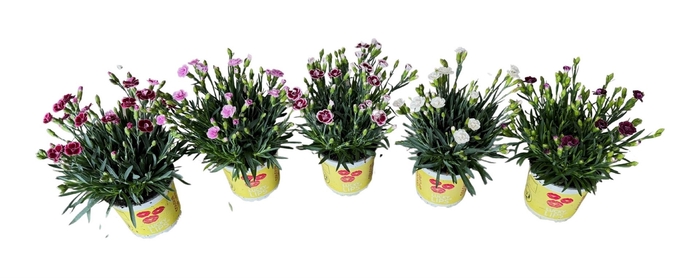 <h4>Dianthus allw. 'Lucky Lips'  ..mix</h4>
