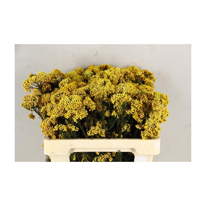 <h4>Pf Rice Flowers Yellow 100g</h4>