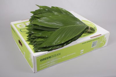 Leaf cocos box XXL Green Ocean