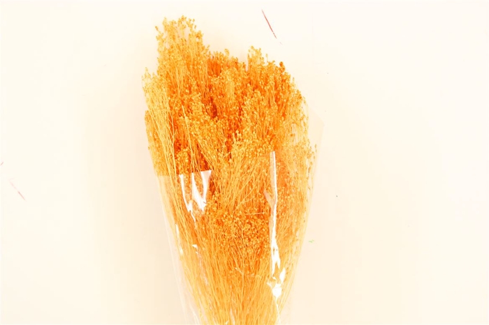 <h4>Dried Brooms Light Salmon Bunch</h4>
