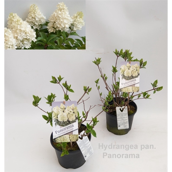 <h4>Hydrangea paniculata 'Panorama' 19cm</h4>