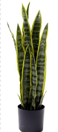 <h4>Silk Plant Sanseveria H68D16</h4>