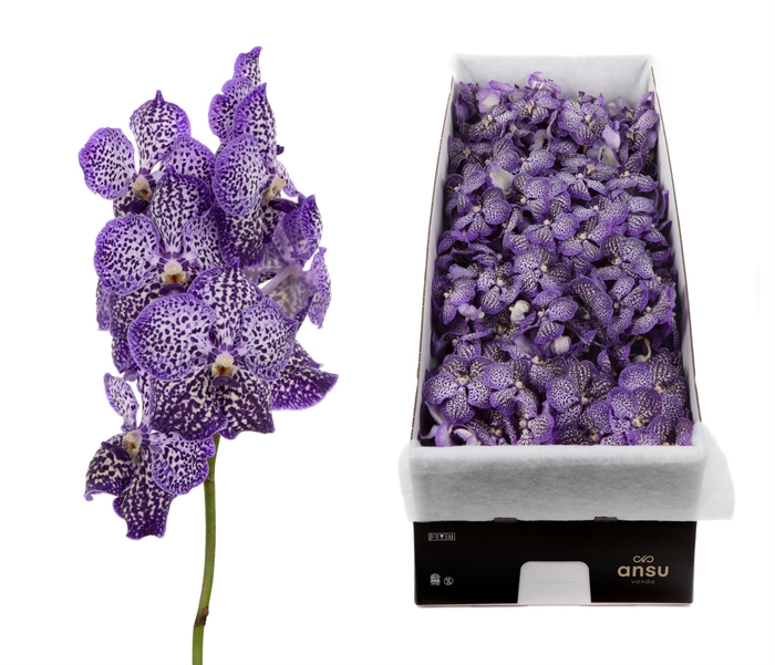 <h4>Vanda sunanda royal purple per stem</h4>