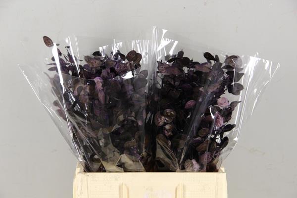 <h4>Df Lunaria Bs Purple</h4>