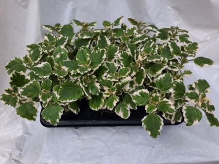 <h4>Plectranthus in cultivars</h4>