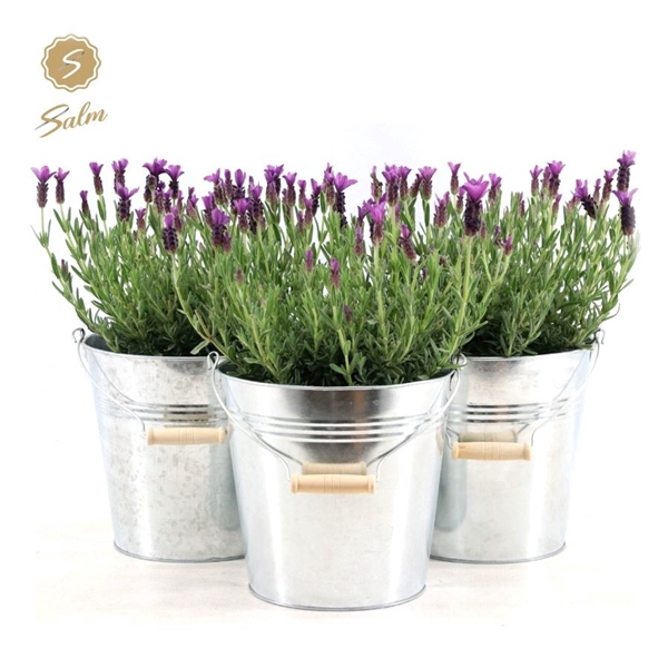 <h4>Lavandula st. 'Anouk'® Collection P19 in Zinc Old-Look</h4>