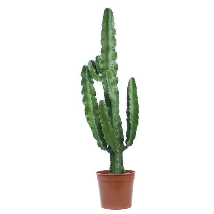 <h4>Euphorbia abyssinica</h4>