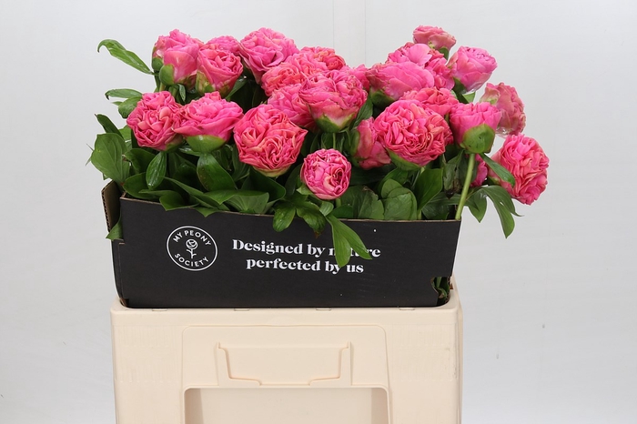 <h4>Paeonia Carnation Bouquet</h4>