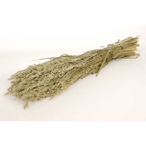 DRIED HORDEUM NATURAL BUNCH ( GERST