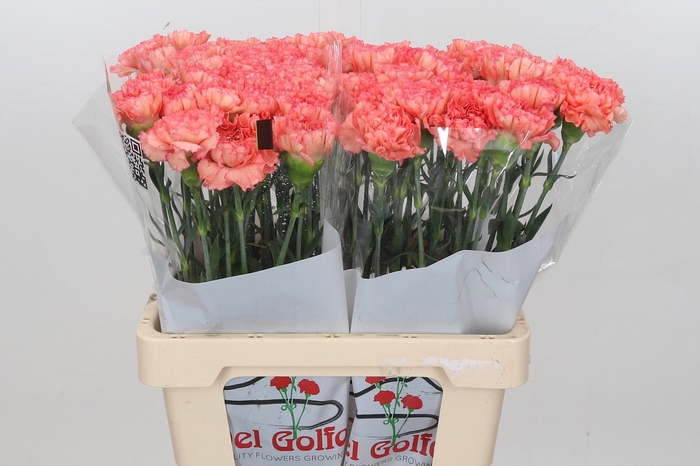 Dianthus St Goopy Geer*
