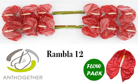 <h4>ANTH A RAMBLA 12 Flow Pack</h4>
