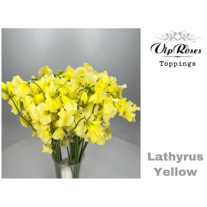 <h4>Lathyr Yellow</h4>
